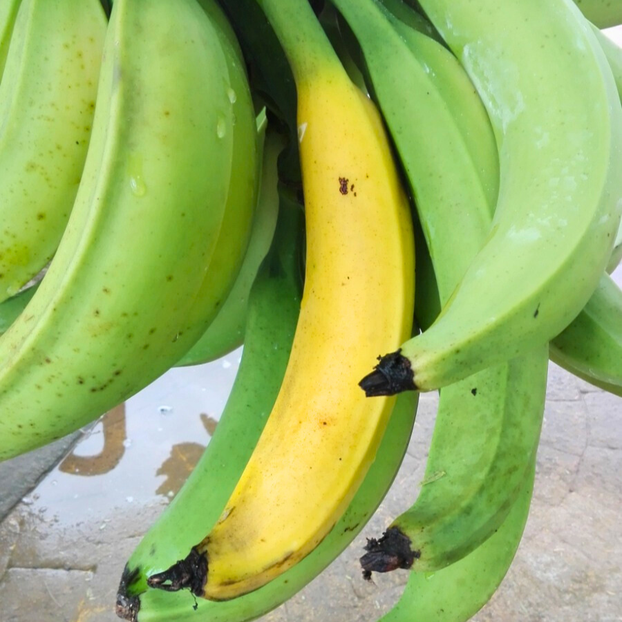 Un racimo de plátanos verdes colgando de un árbol, con un plátano maduro amarillo entre ellos. 2. Plátanos verdes colgando de un árbol, destacando uno maduro y amarillo en medio.